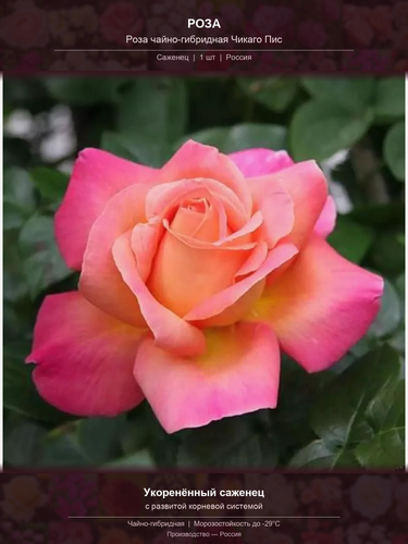 b9d966208aa2.png