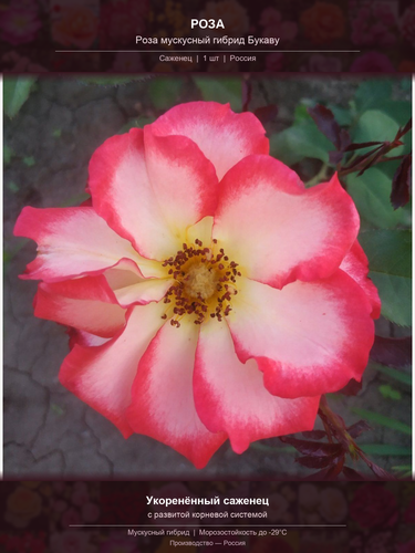 27f5d88e1402.png