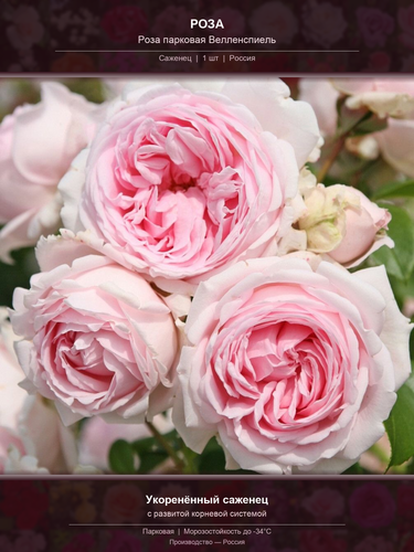 97eedb82717d.png