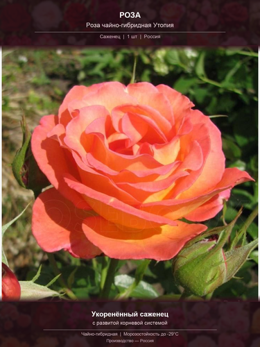 fe05237e99f3.png