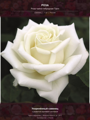 c6da026eec73.png