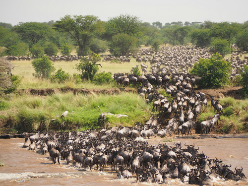 masai mara.jpg