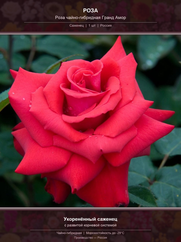 6260705cf8c2.png