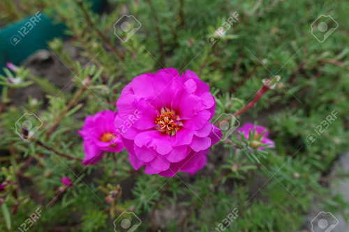 15 159335848 magenta colored flowers of double portulaca grandiflora in august jpg.jpg