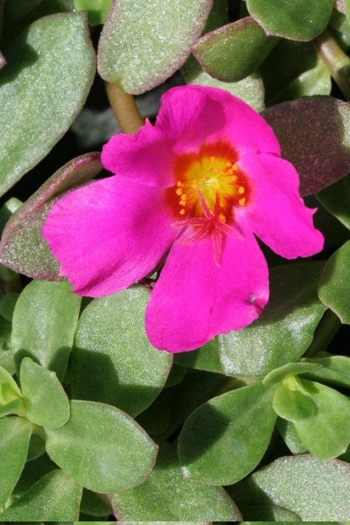 11 portulaca magenta jpg.jpg