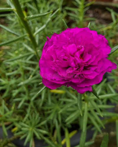 02 ornamental eleven o clock flower portulaca grandiflora intense magenta color photographed close u.jpg