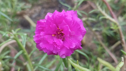 03 vibrant magenta moss rose flower portulaca full bloom 424677929 jpg.jpg