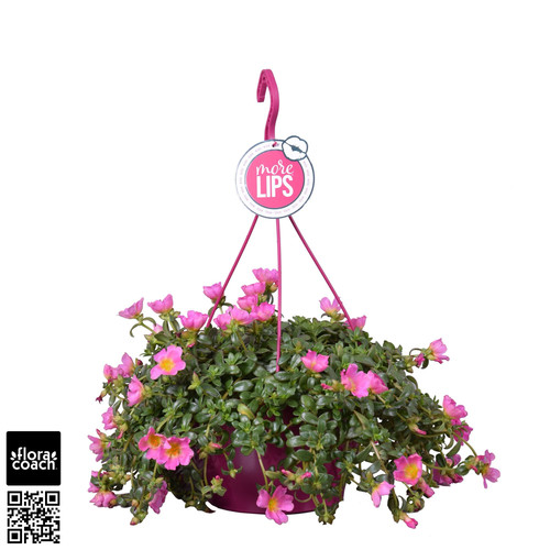 01 e66286ac ce77 421d 989b 54013de090de jpg.jpg