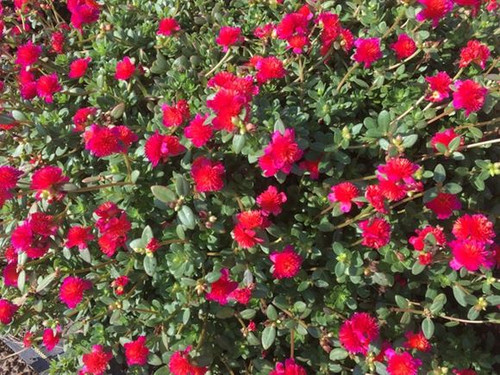 17 3e443bf06e324848955d472542fe02de jpg.jpg