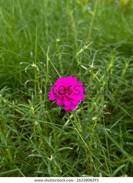 07 vibrant magenta portulaca grandiflora flower 600w 2633808293 jpg.jpg