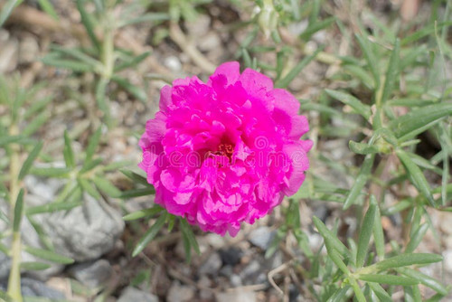 06 magenta farbige blume 79682514 jpg.jpg