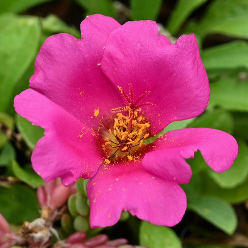 14 portulaca gilliesii 2.jpg