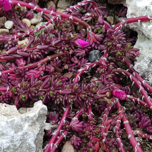 10 portulaca gilliesii.jpg