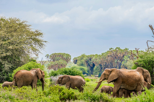 samburu national reserve.jpg