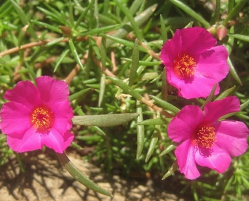 Moss Rose Portulaca Samba Purple 2.jpg