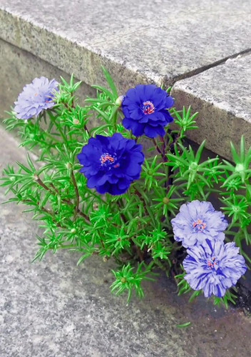 61LmFf68hAL. SL1046 .jpg