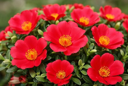 Sundance Red Portulaca.jpg