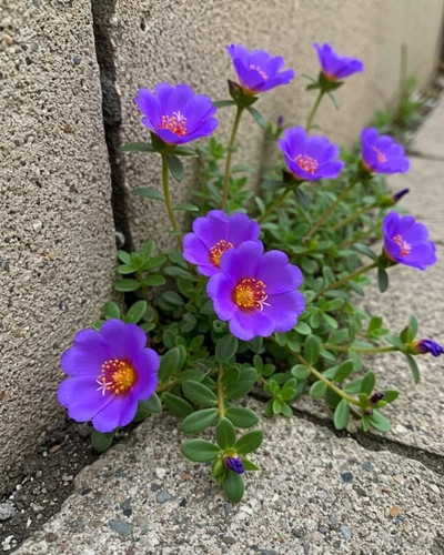 Violet Portulaca.jpg