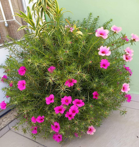 il 1588xN.3794926895 iuse.jpg