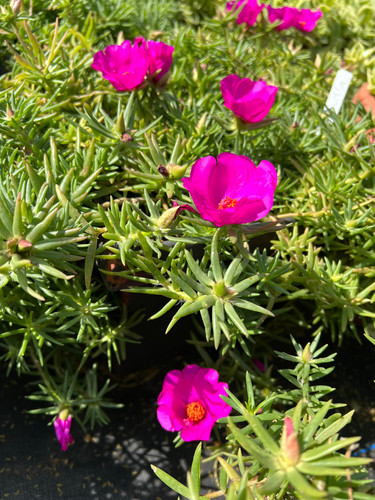 il 1588xN.3820000247 icyj.jpg