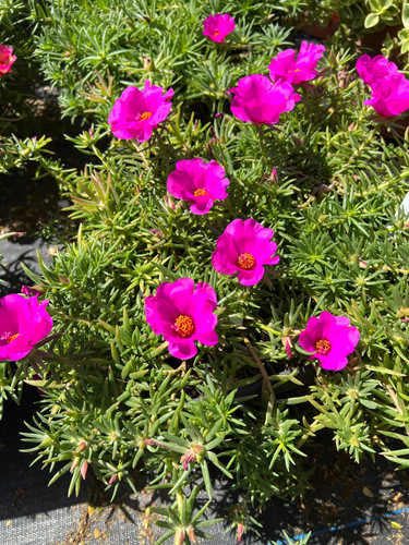 il 1588xN.3822086747 g9iv.jpg