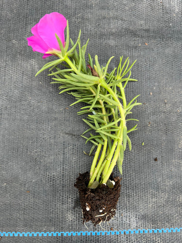 il 1588xN.3774257450 4y4r.jpg