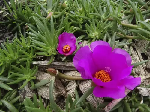 66997175c3810 jpg.webp