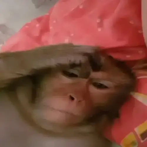 file.webp