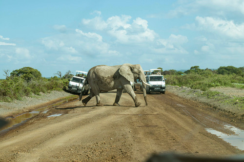 amboseli national park.jpg
