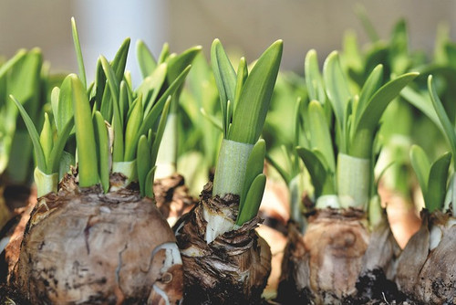 daffodil 5176511 640.jpg
