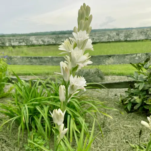 Agave amica tuberose pearl.webp