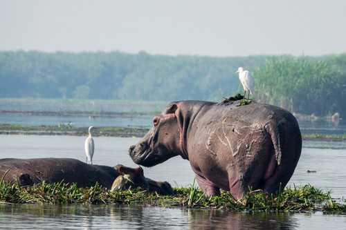 lake naivasha.jpg