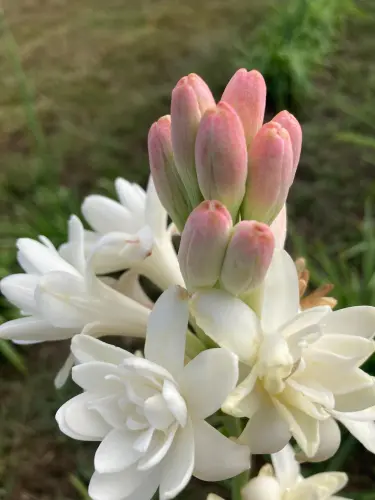 Tube Rose Double Petal Bulbs 2.webp