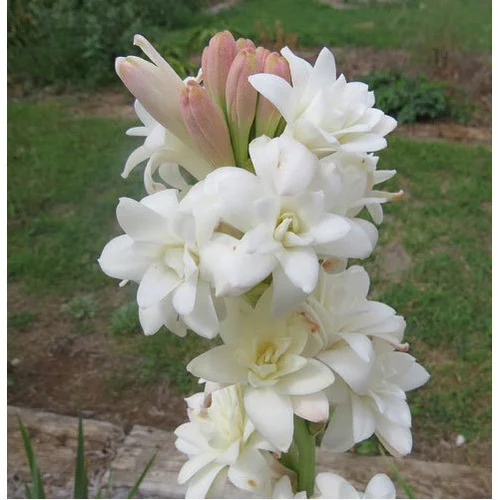 fresh tube rose flower 500x500.webp