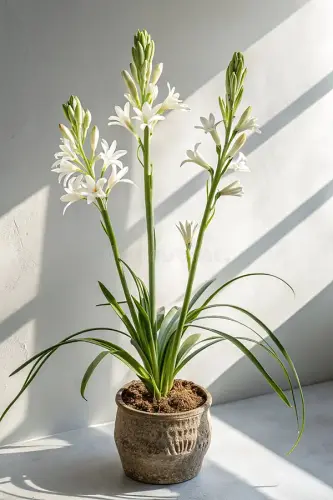 tuberose plant tall spikes fragrant white flowers pot surrounded narrow green leaves isolated white .webp