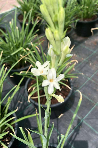 Tuberose Plantshop me.jpg
