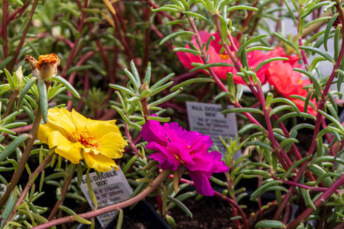 Details of all the flowers plus lots of unopened green petals.jpg