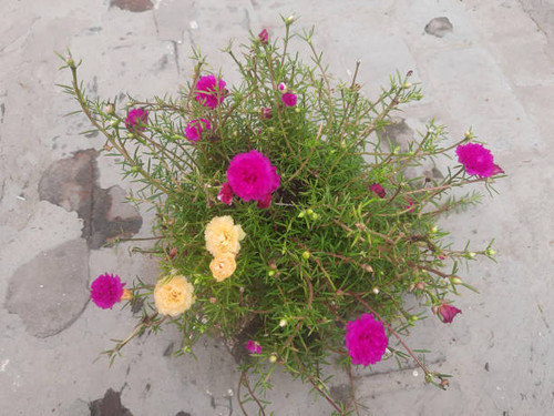 yellow and pink flowers in a garden.jpg