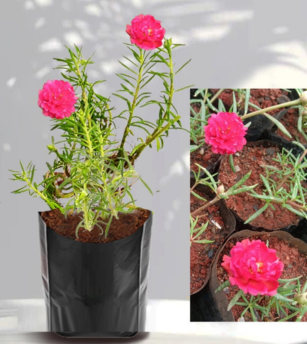 45b129ec 55d8 4740 8951 018e5a8ae9.jpg