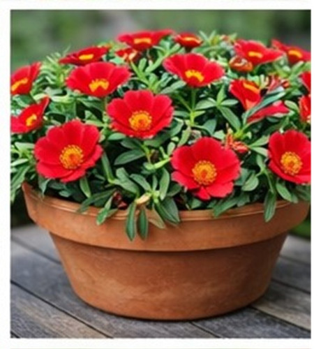 Bright Red Sun Rose Portulaca 21.jpg