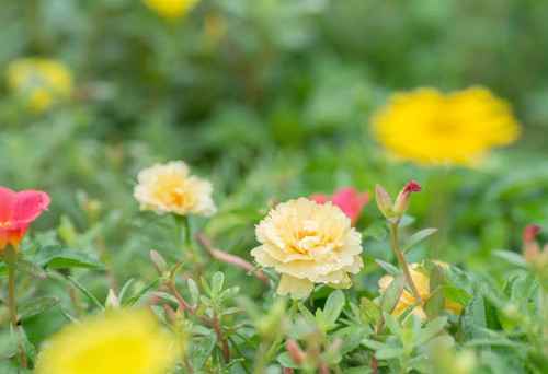 flowers bloom with rain drops on a blurred background..jpg