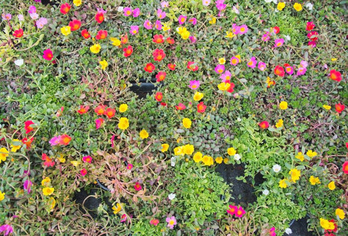 Yellow and red flowers full frame.jpg