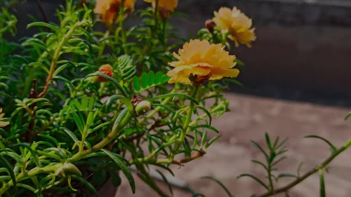 Yellow moss rose in the garden.jpg