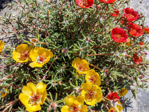 yellow and red Shrubby purslane flowers. Portulaca suffrutescens.jpg