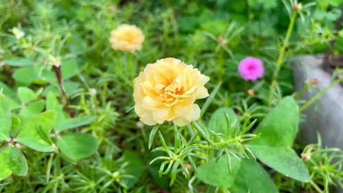 Yellow Moss rose blooming in sunshine..jpg