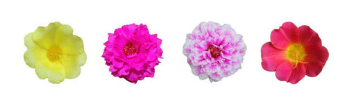 yellow, purple, pink, red? portulaca  flower? isolated? on? white? background.?.jpg