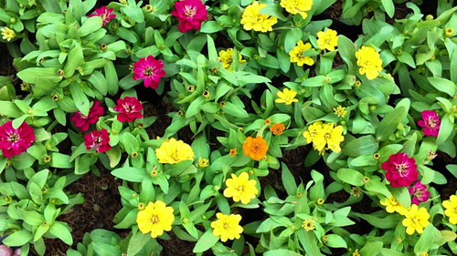 Common Zinnia or Zinnia elegans is one of the most famous flowering annuals of the genus Zinia.jpg