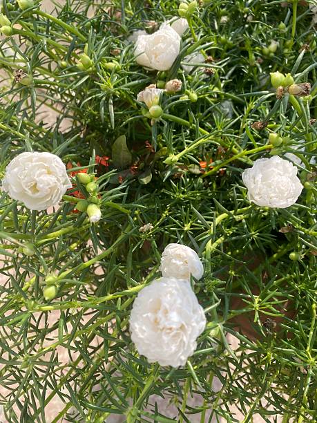 The white flowers view with green wine in the pot.jpg