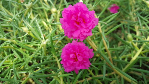 The Pure Nature in Pearl Qatar. I took all photo from my Samsung Gelaxy Note5 Phone. Its Incredible .jpg