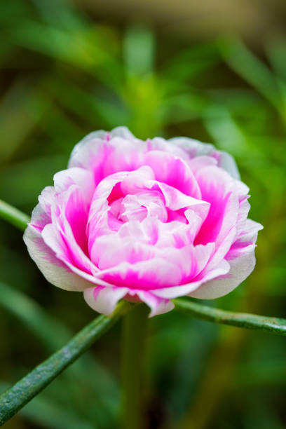 the vibrant beauty of the Portulaca grandiflora flower, commonly known as moss rose or krokot mawar..jpg